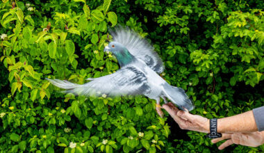 Pigeons may be navigating using liver: study