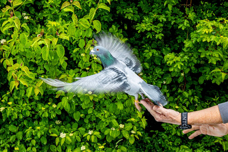 Pigeons may be navigating using liver: study