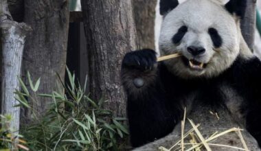 Pair of giant pandas from China set to shack up at Atlanta zoo - National