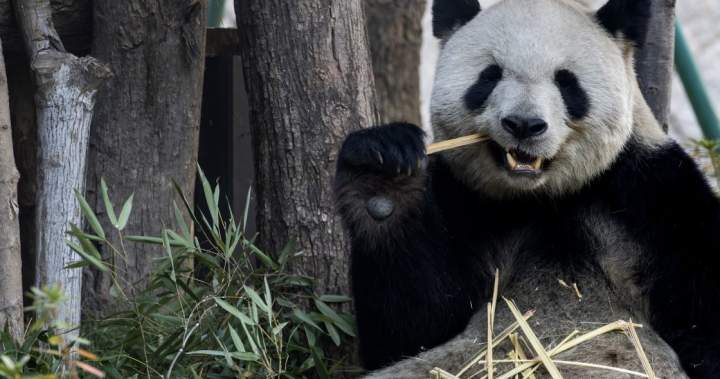 Pair of giant pandas from China set to shack up at Atlanta zoo - National