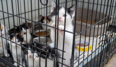 Mississauga man facing 134 charges after almost 60 kittens rescued in animal cruelty investigation