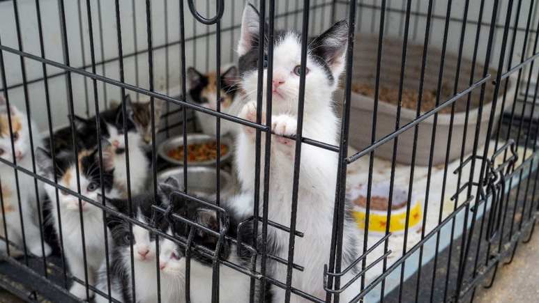 Mississauga man facing 134 charges after almost 60 kittens rescued in animal cruelty investigation