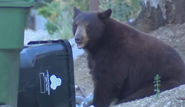 Massive bear terrorizes Los Angeles neighborhood
