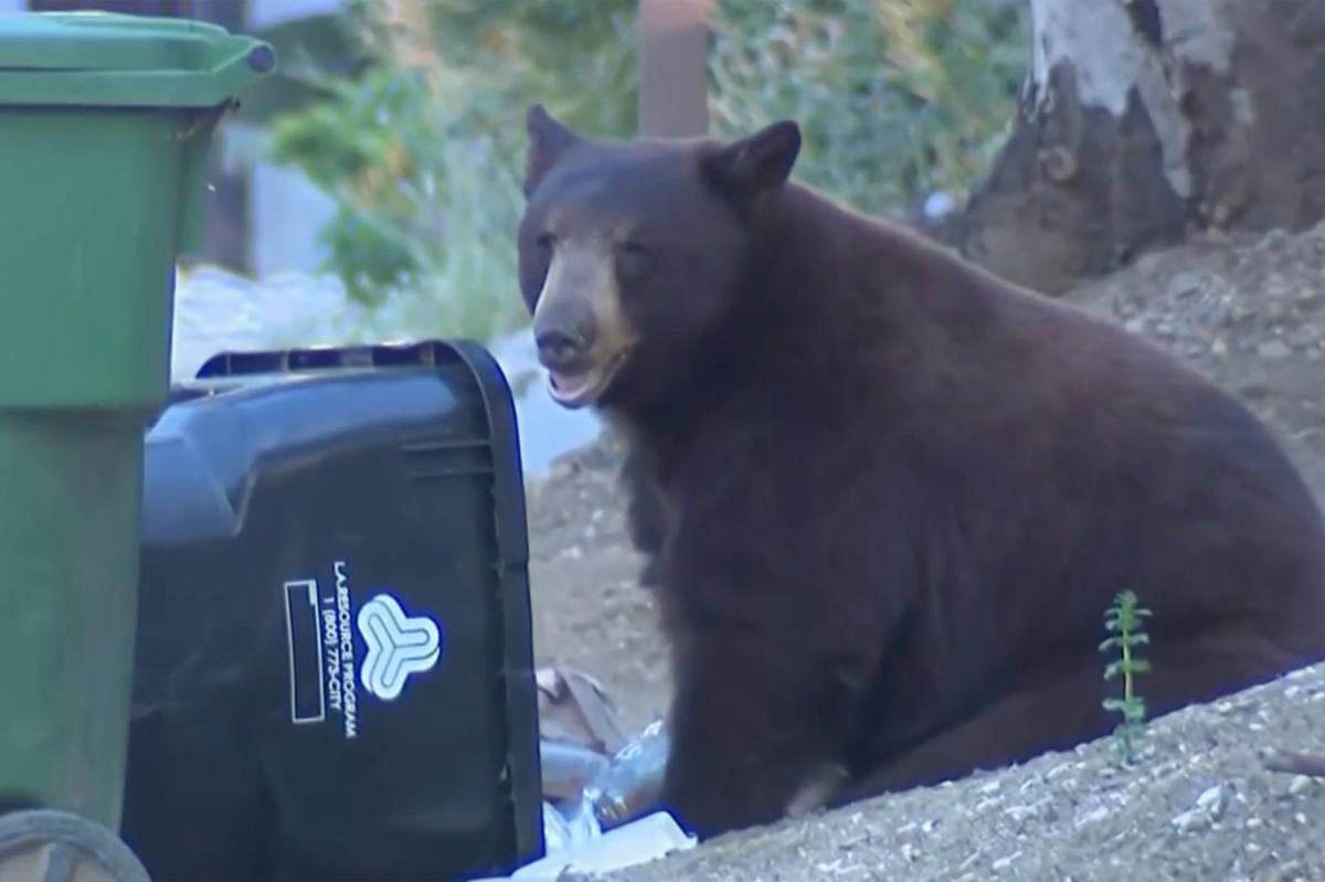 Massive bear terrorizes Los Angeles neighborhood