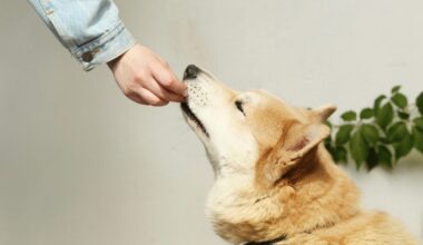 Edmonton pet bylaw takes effect with stricter animal rules