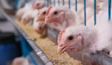 Calgary poultry workers to vote on proposed contract