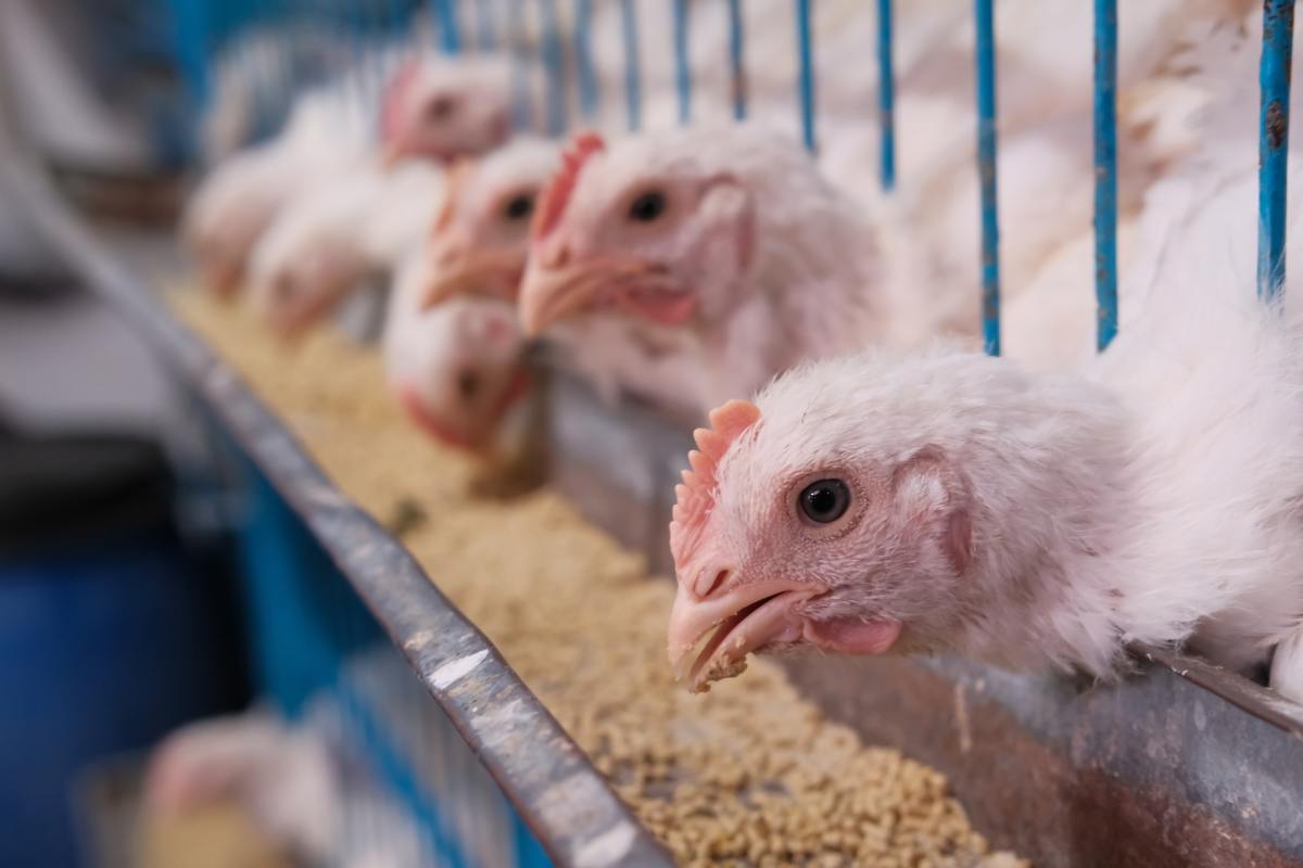 Calgary poultry workers to vote on proposed contract