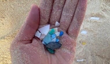Microplastics Could Affect the Ocean's Ability to Absorb Carbon