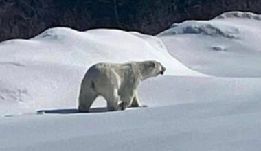 Polar Bears Still Active in Southern Labrador and Northern Peninsula