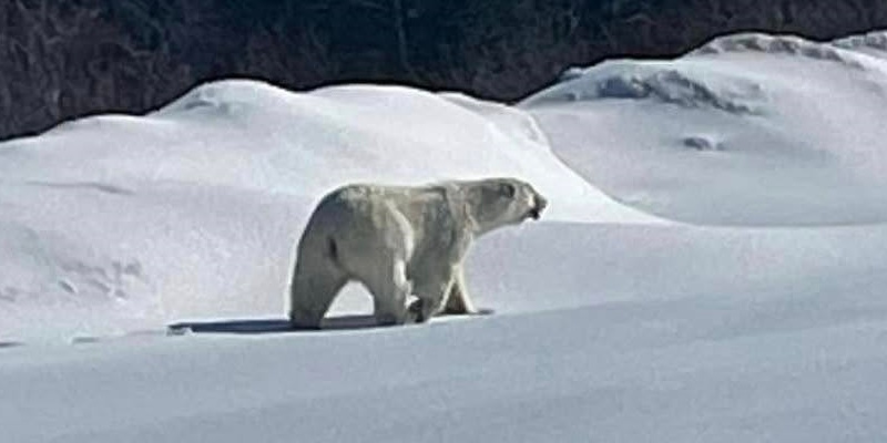 Polar Bears Still Active in Southern Labrador and Northern Peninsula
