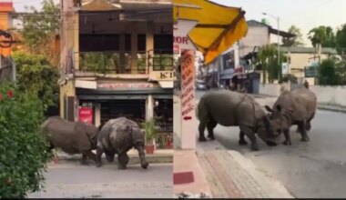 Video Captures Intense Battle Between One-Horned Rhinos In Nepal's Chitwan, Tourists Stunned