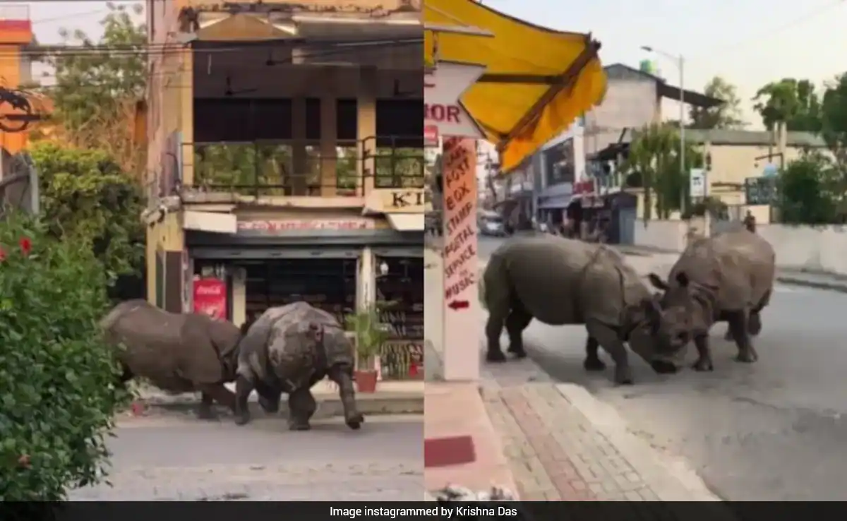 Video Captures Intense Battle Between One-Horned Rhinos In Nepal's Chitwan, Tourists Stunned