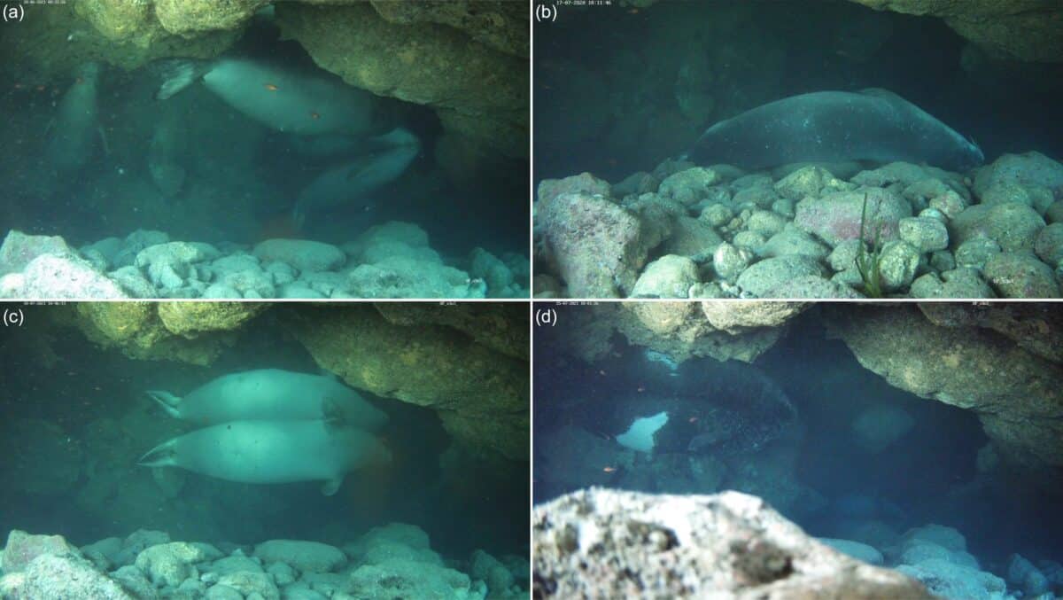 Rare Seals Hiding In U
