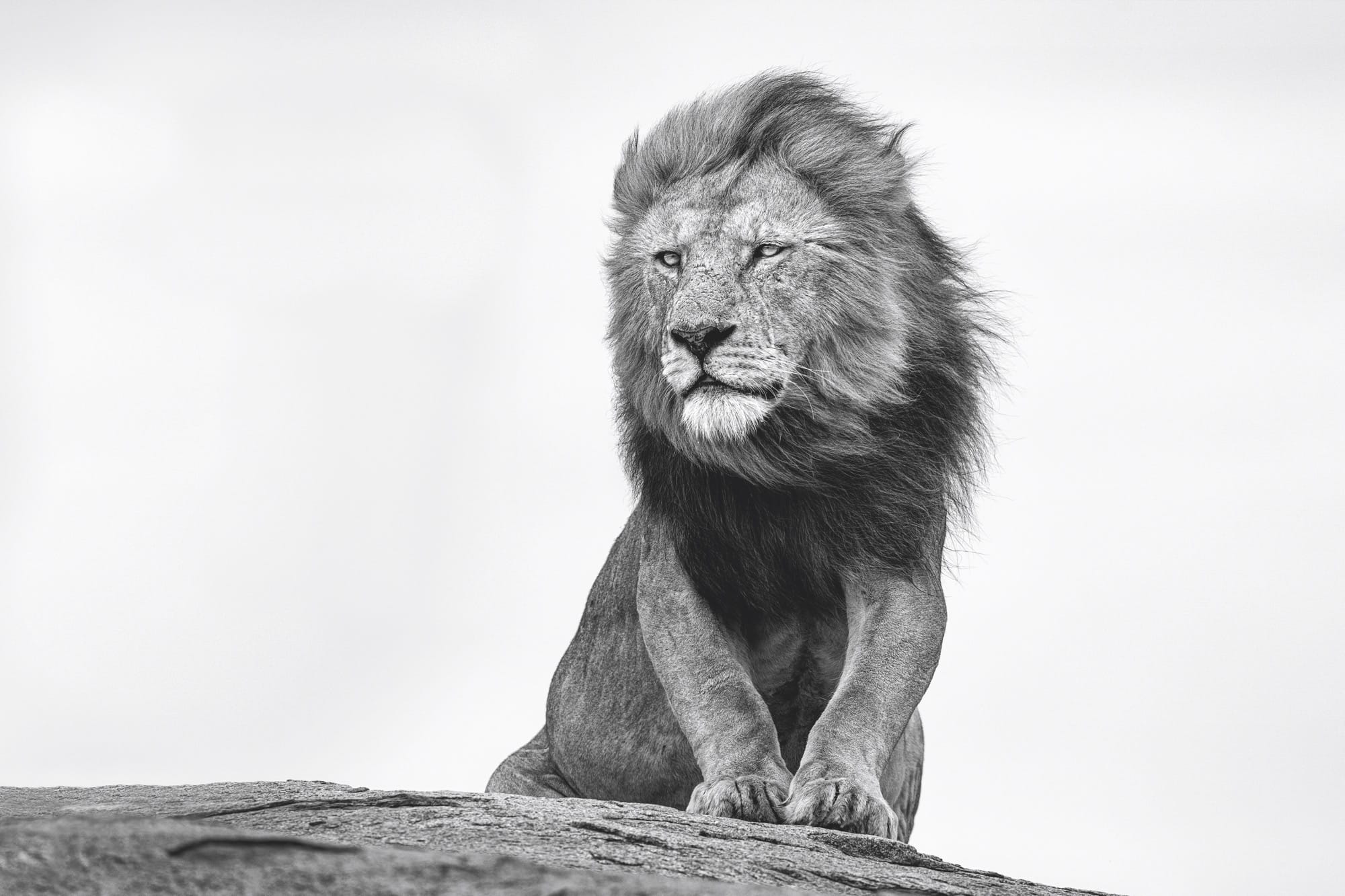 A close-up photograph by Paul Nicklen of a lion seated on top of a rock