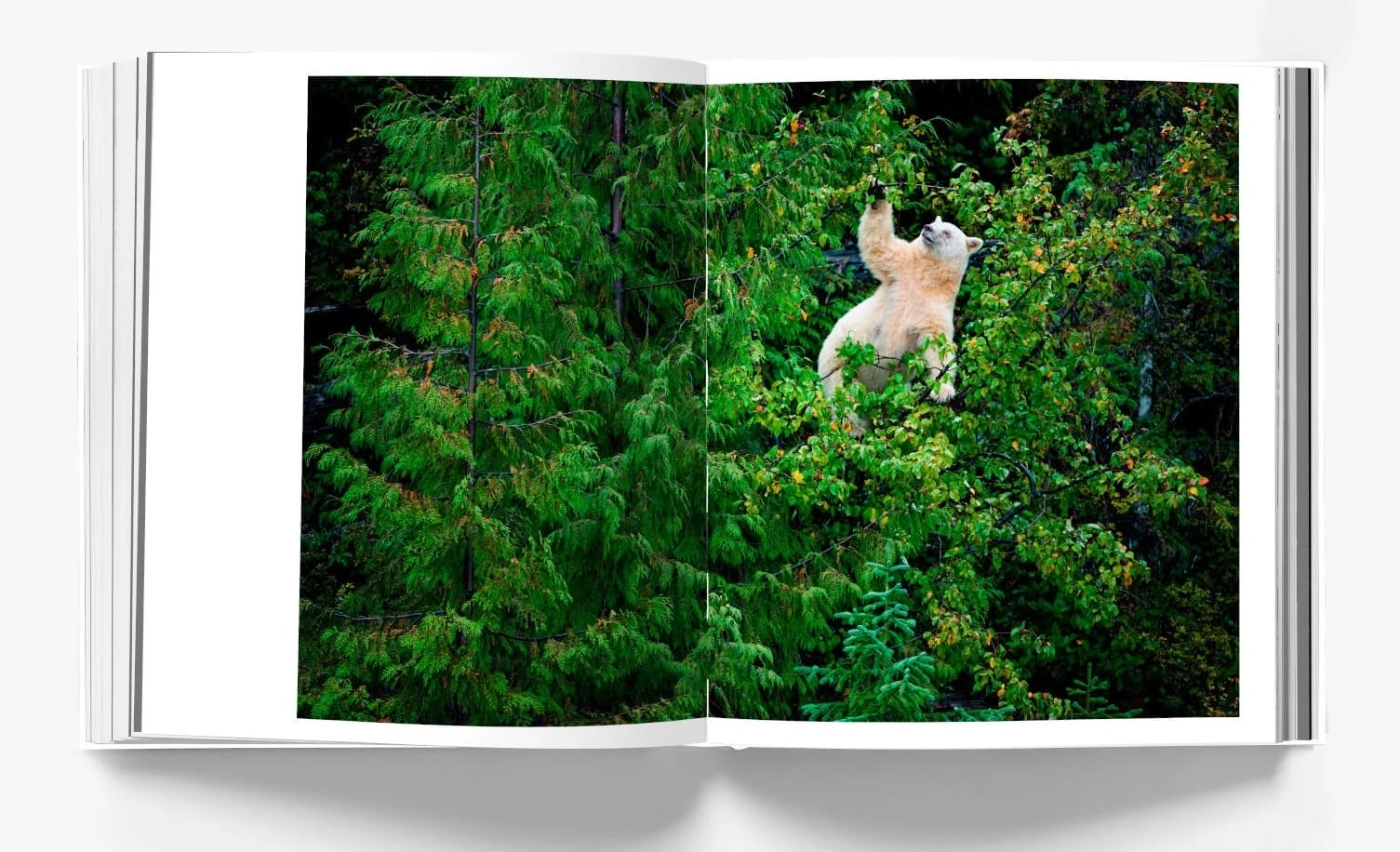 A spread from Paul Nicklen's book 'REVERENCE'