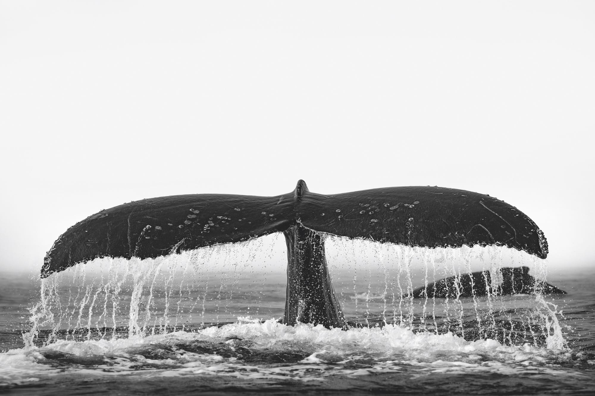 A close-up photograph by Paul Nicklen of a whale's tale