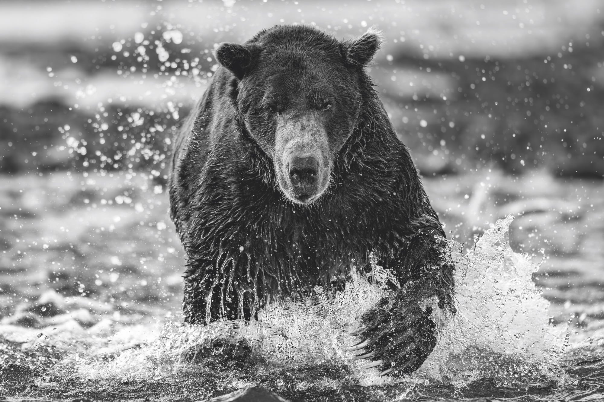 A close-up photograph by Paul Nicklen of a grizzly bear charging through the water