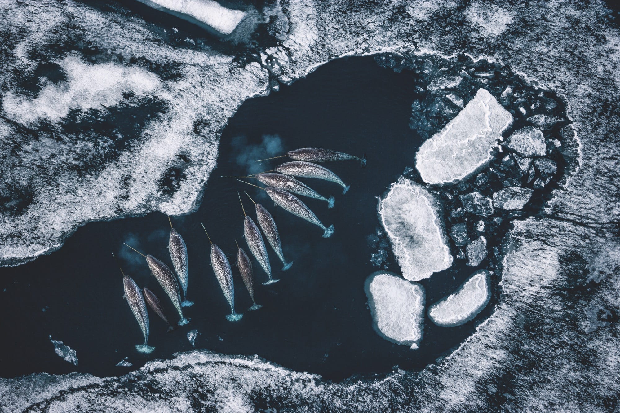 A close-up photograph by Paul Nicklen of narwhals gathered in the Arctic Bay