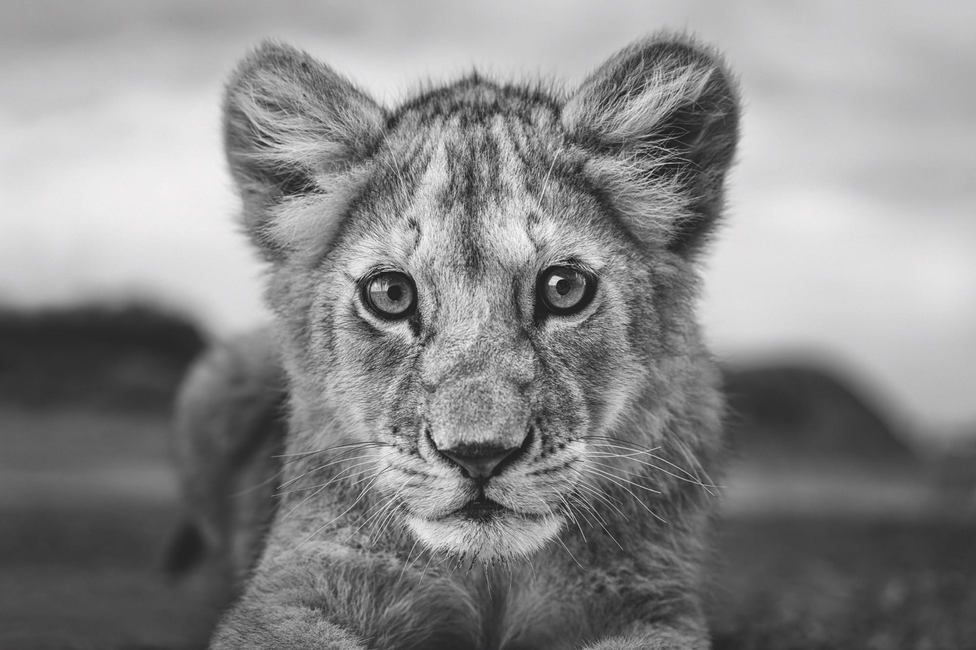 A close-up photograph by Paul Nicklen of a lion cub