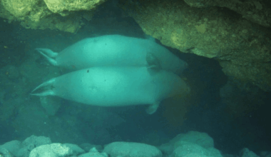Scientists Discover Rare Seals Using Unexpected Underwater Sanctuaries To Escape From Tourists