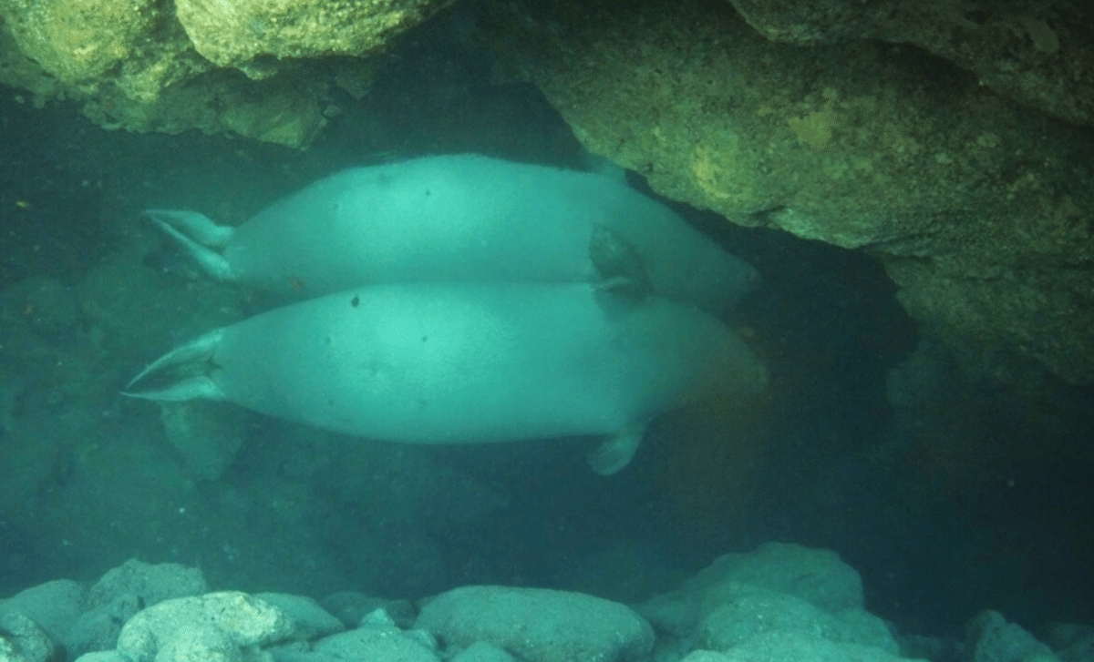Scientists Discover Rare Seals Using Unexpected Underwater Sanctuaries To Escape From Tourists