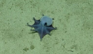 Tiny, blue Galápagos octopus identified as newfound species