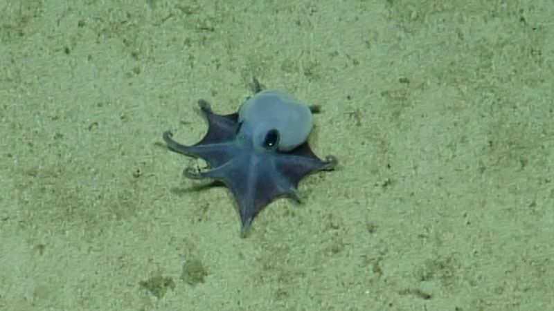 Tiny, blue Galápagos octopus identified as newfound species