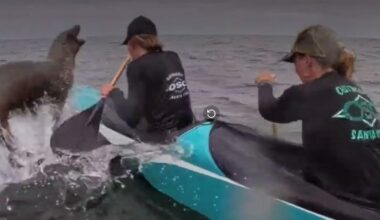 Video: Sea lion leaps into canoe during Monterey Bay race