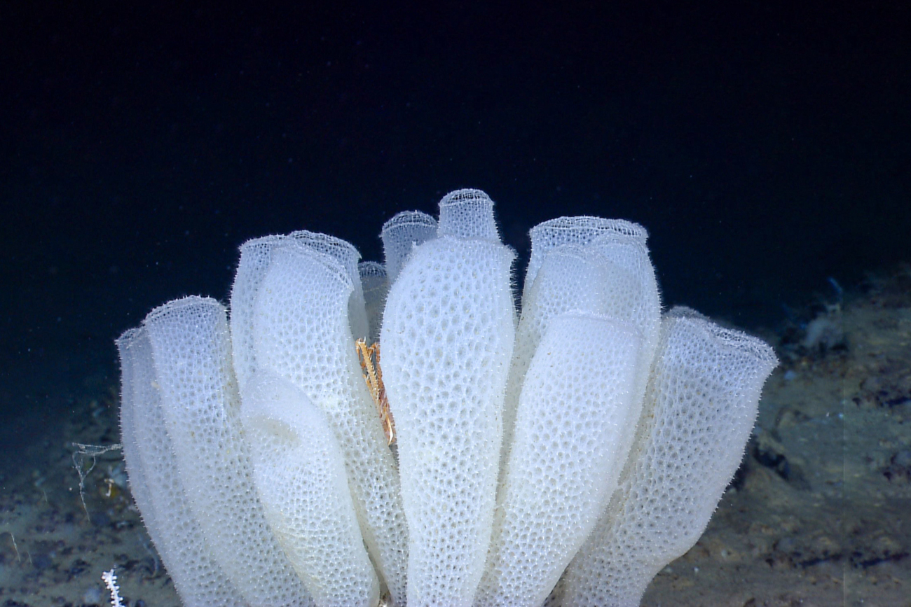 Sponge that inspired 595 West Georgia Street building in Vancouver