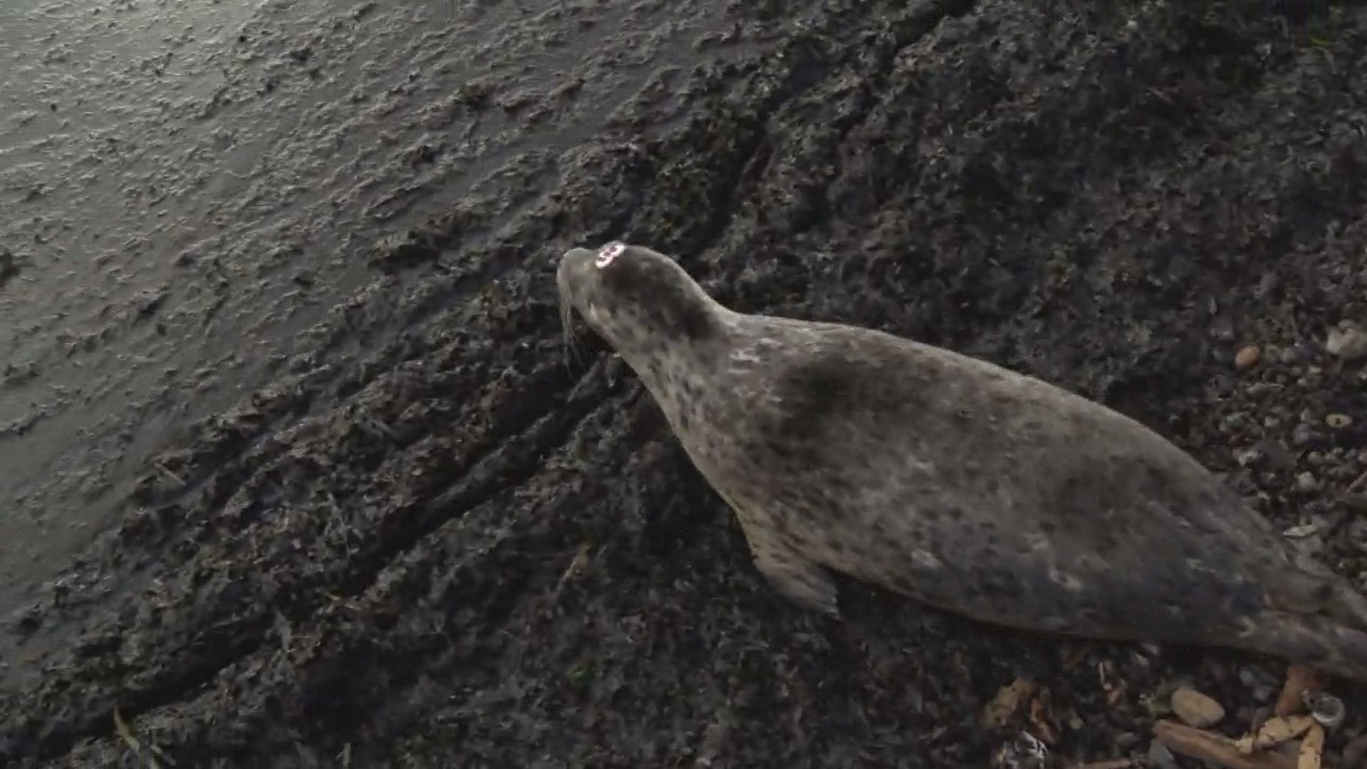 Click to play video: 'Vancouver Aquarium’s rescue centre releases harbour seal Bella into the wild'