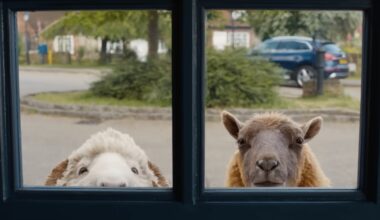 'The Sheep Detectives' Made Me Baaaawl My Eyes Out