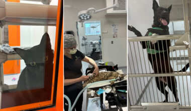 Three photos: A black cat, a vet working on two cats on a table, and a happy dog jumping against a gate.