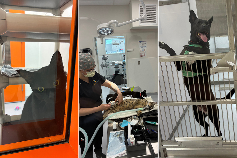 Three photos: A black cat, a vet working on two cats on a table, and a happy dog jumping against a gate.