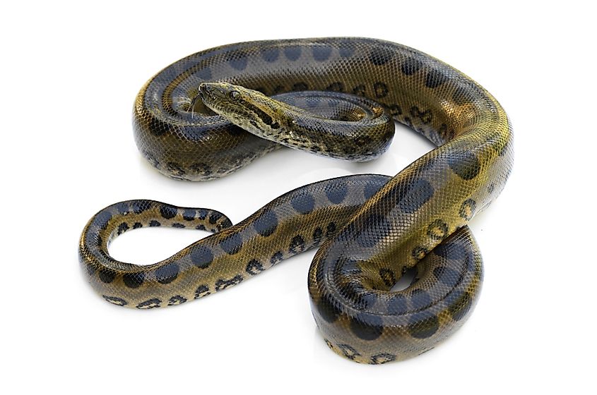 A large green anaconda (Eunectes murinus or Eunectes akayima) coiled in shallow water in tropical South America, the world's heaviest snake species and one of the longest.