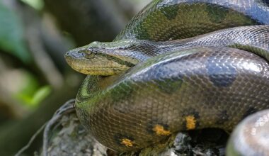 Where Do Anacondas Live?