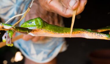 Kambo: What is the frog poison ‘spiritual ritual’ killing detoxers? | Government News