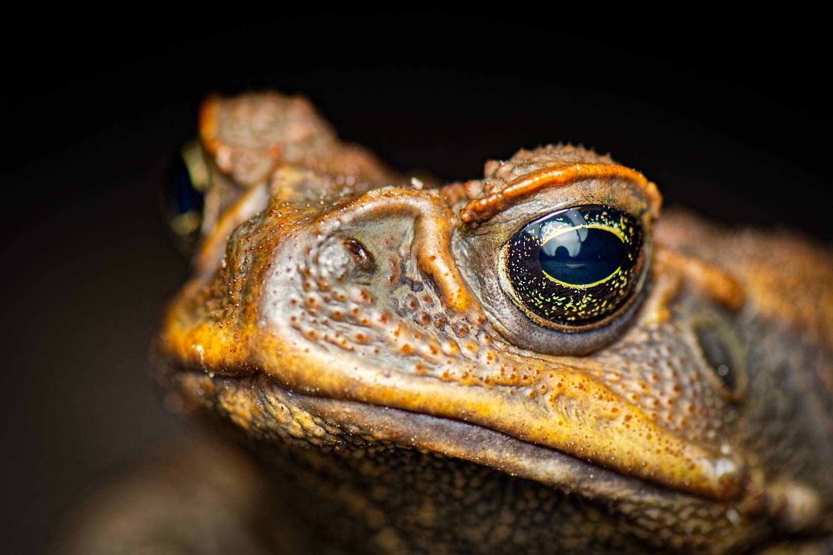 Cane Toad