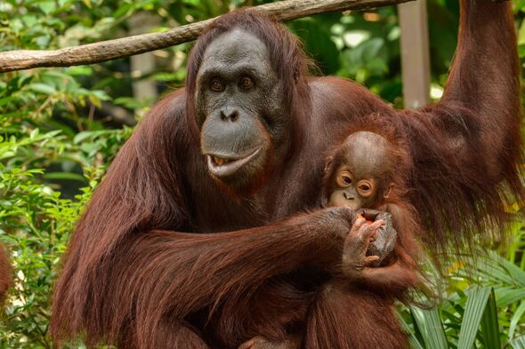 Singapore Zoo,the place we meet one of nature's creatures Singapore Zoo,the place we meet one of nature's creatures