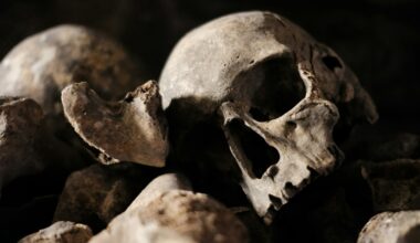 First objective framework for decoding fossil brain imprints
