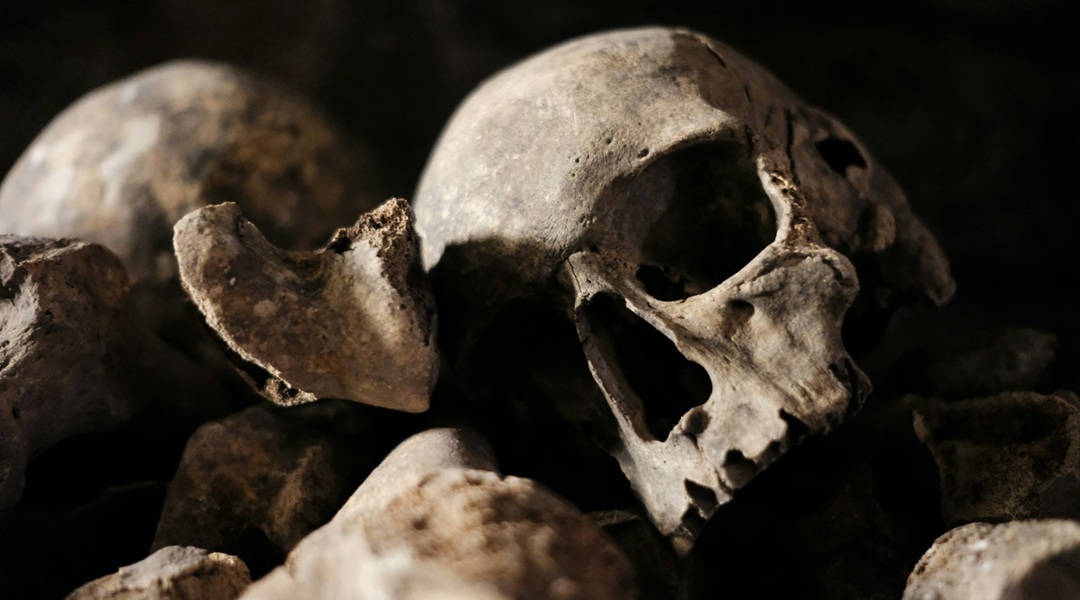 First objective framework for decoding fossil brain imprints