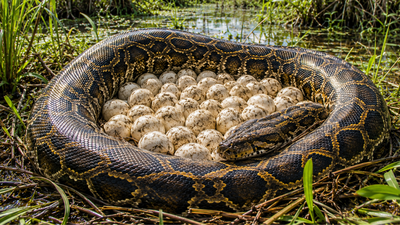 Snakes everywhere: 120 Burmese python eggs discovered in Florida’s Everglades