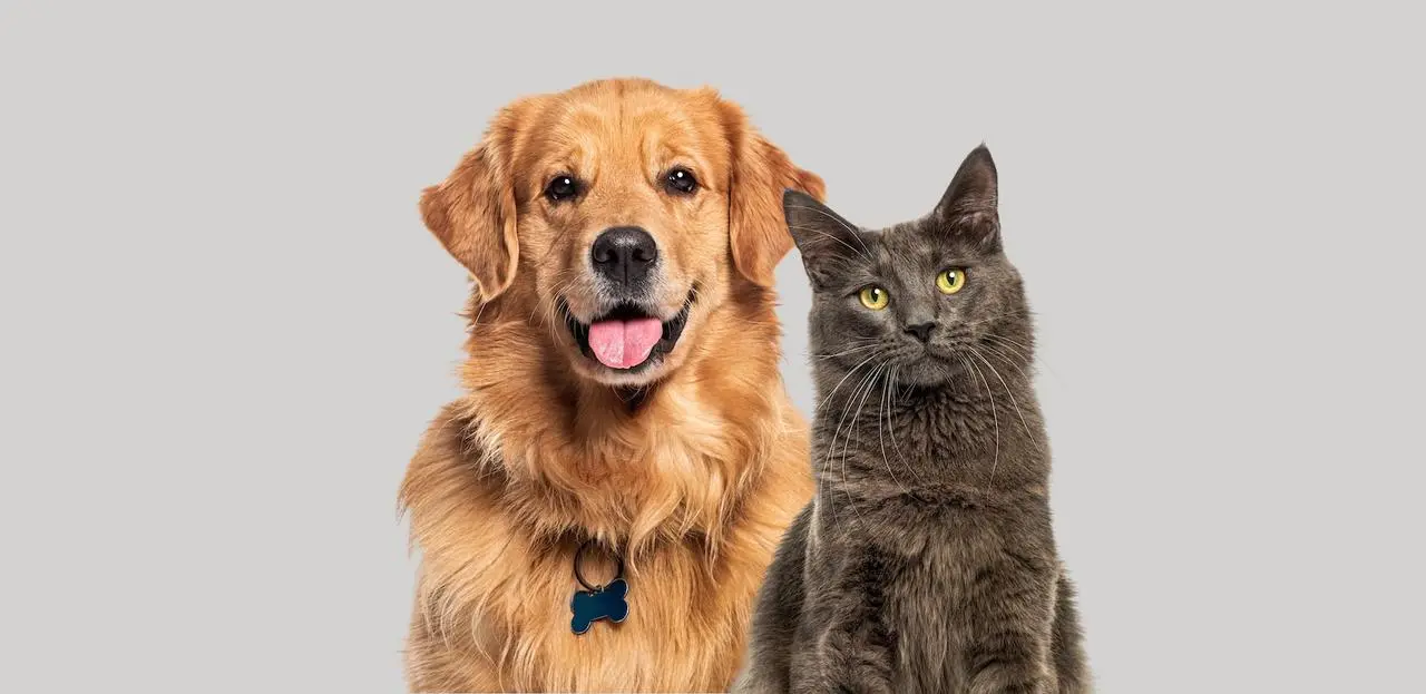 Surprise: the animal with the best memory isn’t the one you think