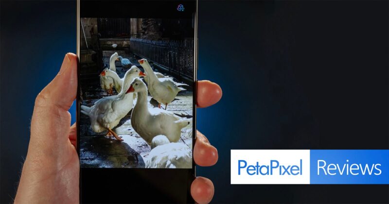 A hand holding a smartphone displaying a photo of several white ducks standing together outdoors, with a "PetaPixel Reviews" logo on a dark background to the right.