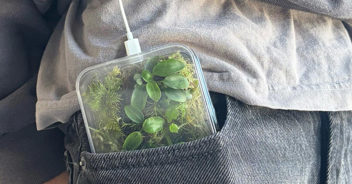 this transparent phone case grows moss and plants inside