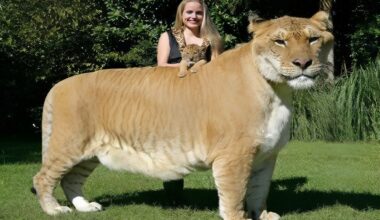 The world's largest living feline weighs 418 kg, is three meters long, and eats 13.6 kg of meat per day, and the liger Hercules only exists because the hybrid genetics between a lion and a tigress suppressed the two genes that would normally prevent any feline from growing beyond 300 kg.