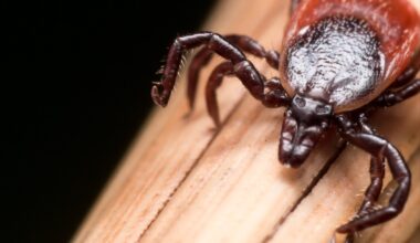 Tick Season Returns in Saskatchewan