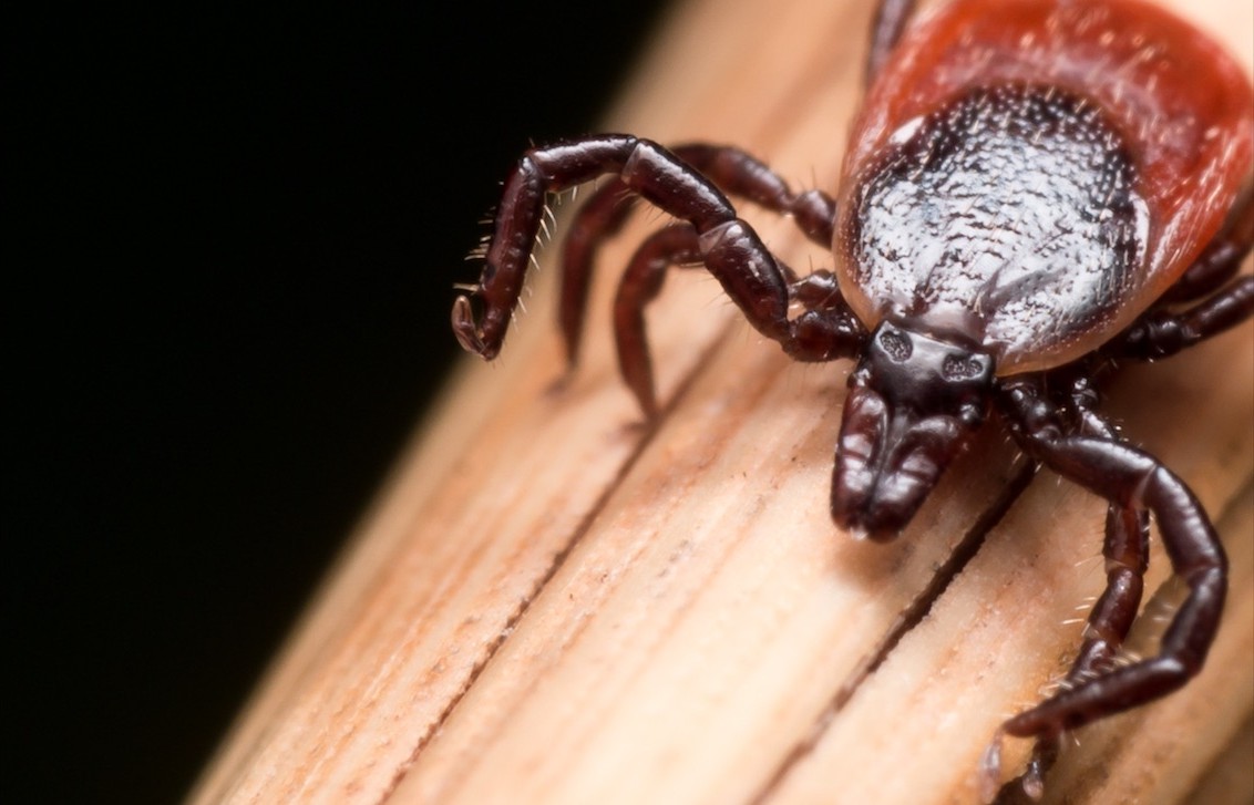 Tick Season Returns in Saskatchewan