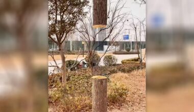 Feng Dengyu optical illusion painting