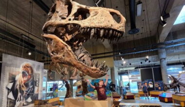 Child standing near Scotty, the World's Largest T.rex. The T.rex Discovery Centre in Eastend opened on May 16, and visitors will see some new attractions this season. Home of Scotty, the world?s largest T. rex, the Centre features marine reptiles, prehistoric mammals, dinosaur fossils, interactive programming and much more.