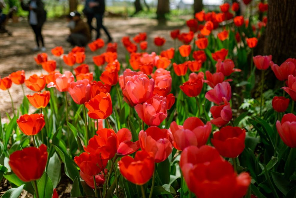 tulips